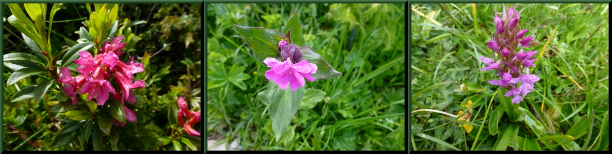 アルプスの花手帳_d0174983_919162.jpg