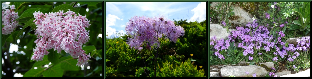 アルプスの花手帳_d0174983_919262.jpg