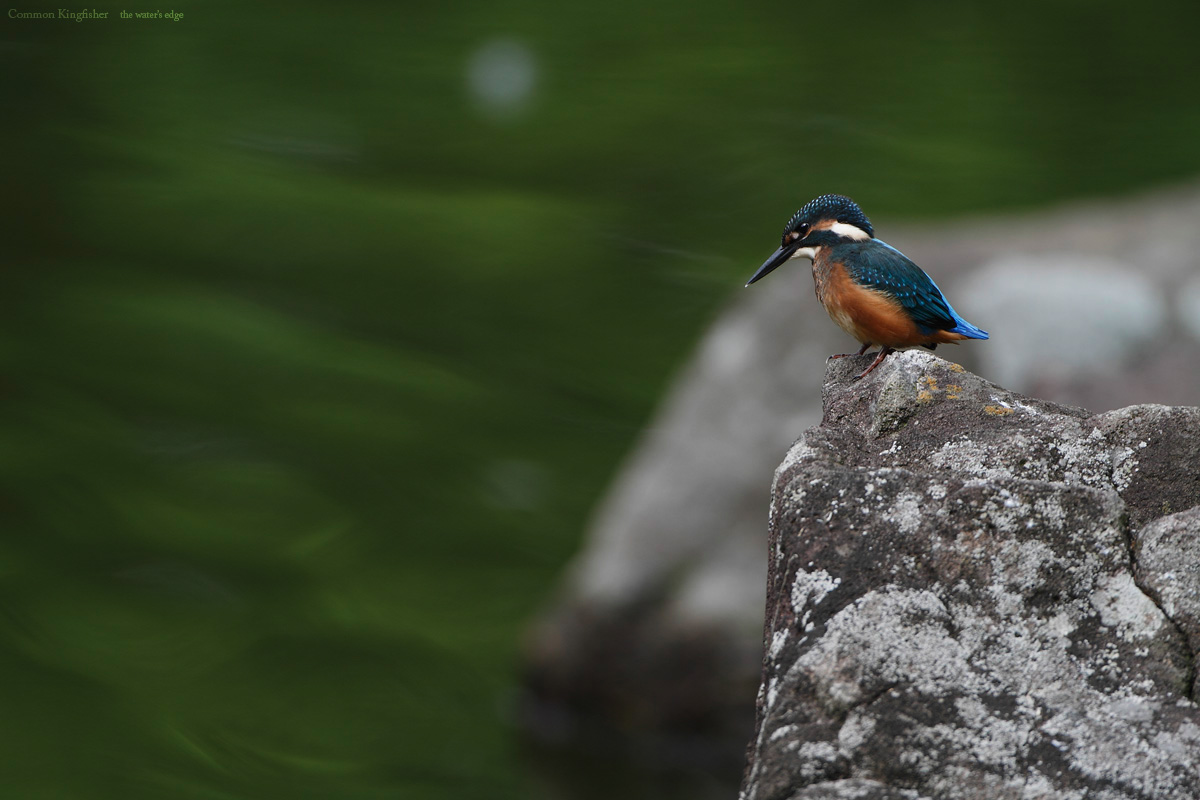 カワセミの幼鳥-4_b0136792_192723.jpg