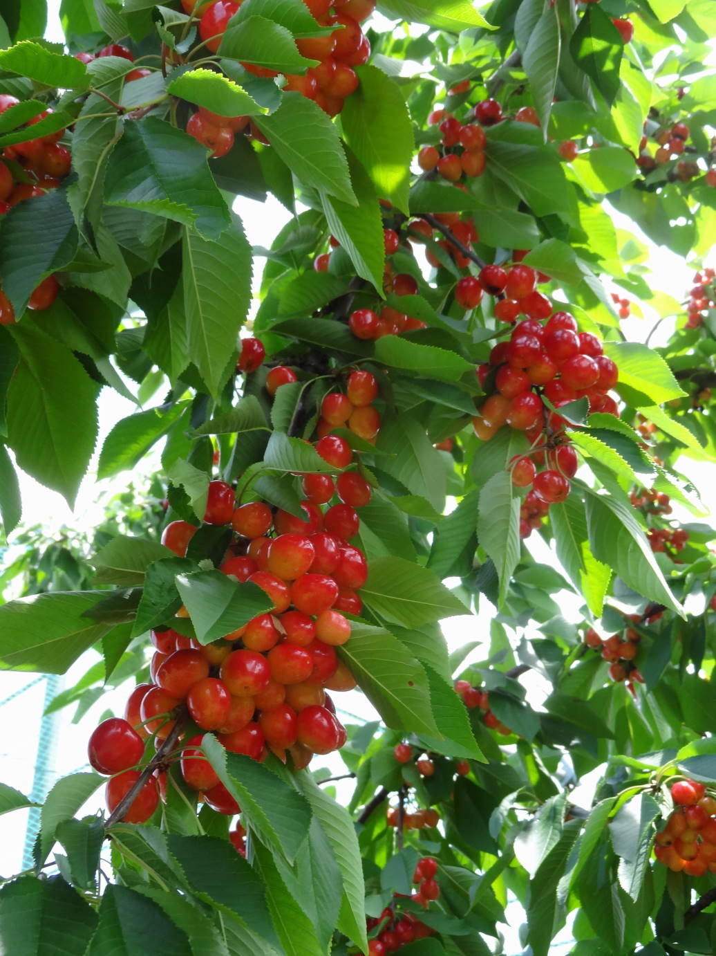 天童のサクランボ狩り　と　紅花まつり_f0075595_639216.jpg