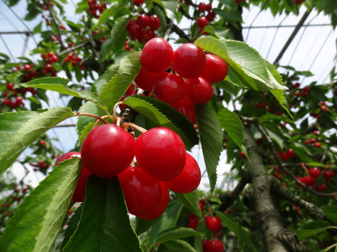 天童のサクランボ狩り　と　紅花まつり_f0075595_6442554.jpg