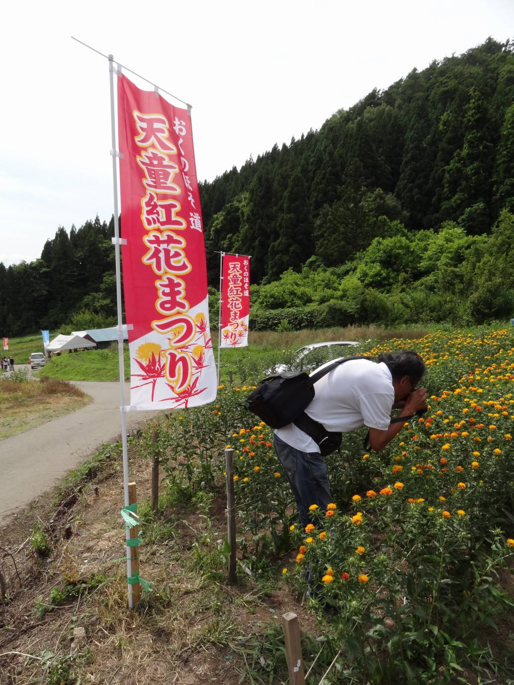 天童のサクランボ狩り　と　紅花まつり_f0075595_6453060.jpg