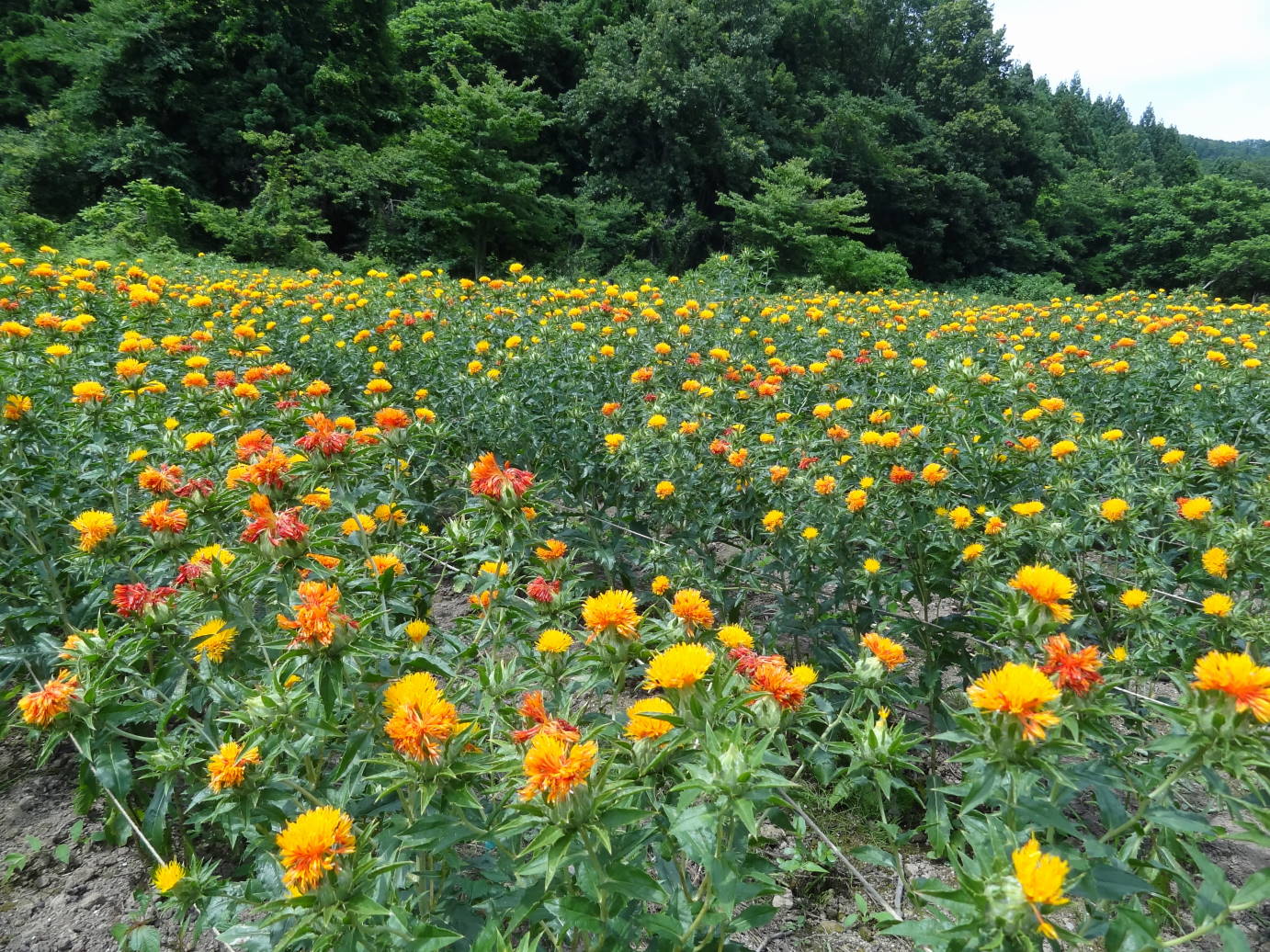 天童のサクランボ狩り　と　紅花まつり_f0075595_6472267.jpg