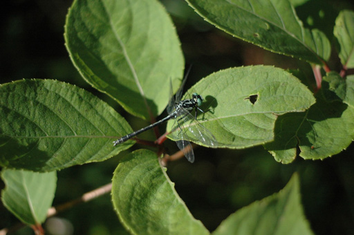 a0061599_75141.jpg