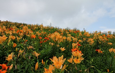 箱館山ゆり園_d0292102_23342665.jpg