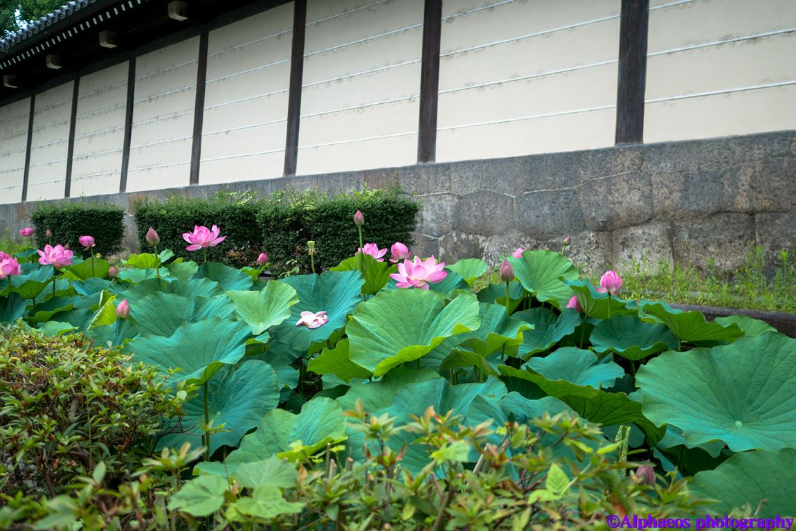 2014年7月7日　LEICA DG 15mm　in 京都_a0060403_1233585.jpg