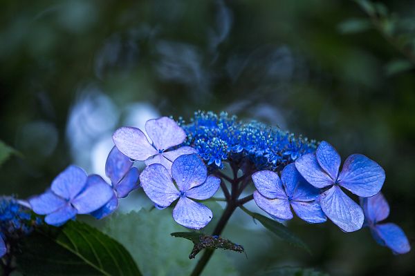 嵯峨野散策　～紫陽花編_e0193503_16573768.jpg