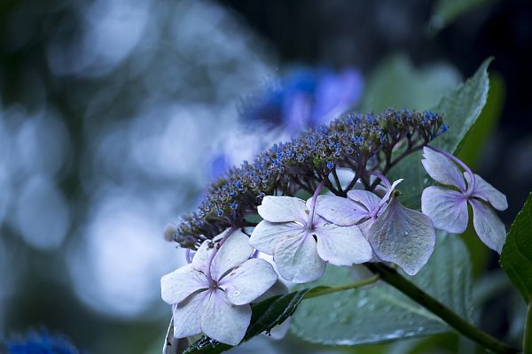 嵯峨野散策　～紫陽花編_e0193503_1657960.jpg