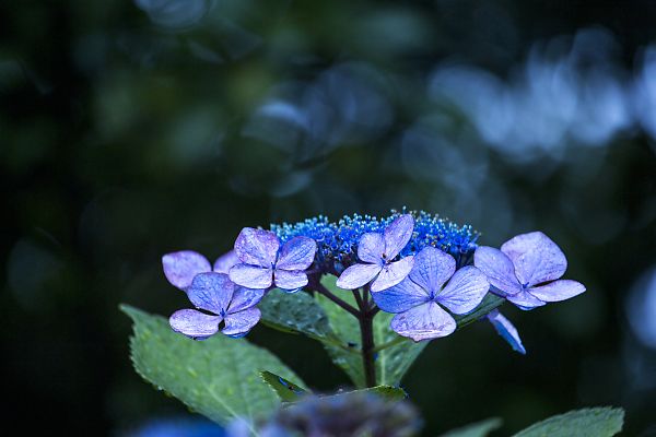 嵯峨野散策　～紫陽花編_e0193503_1658271.jpg