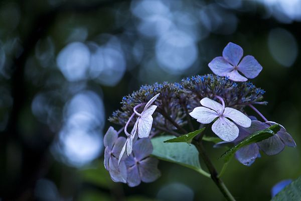 嵯峨野散策　～紫陽花編_e0193503_1658434.jpg