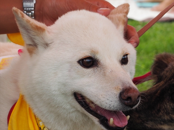 2014.7.6　臨時いぬ親会　その２ _e0242804_15271150.jpg