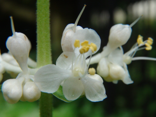 薮茗荷 （やぶみょうが）.の花…2015/9/3_f0231709_1833012.jpg