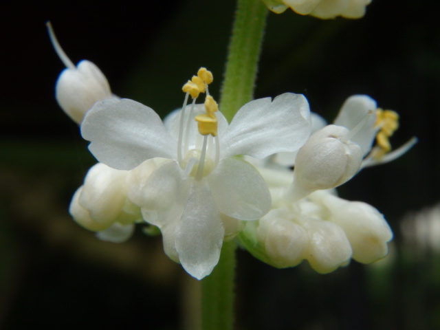 薮茗荷 （やぶみょうが）.の花…2015/9/3_f0231709_1833311.jpg