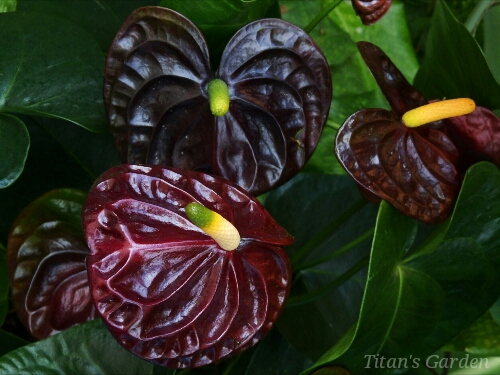 Anthurium andreanum 'Black Queen' : Titan's Garden