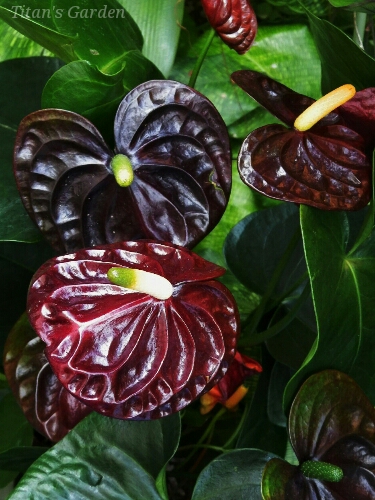 Anthurium andreanum 'Black Queen' : Titan's Garden