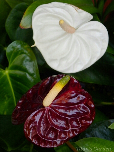 Anthurium andreanum 'Black Queen' : Titan's Garden