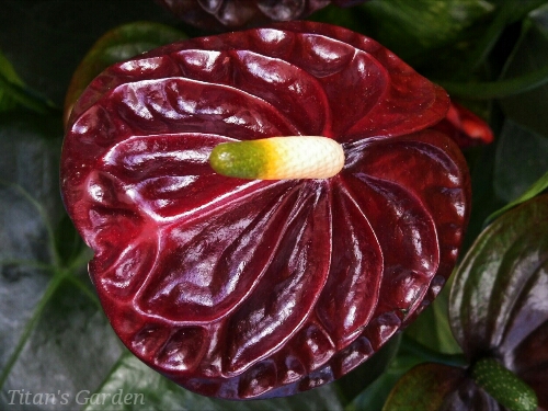 Zamora Queen ザモラクイーン　Anthurium アンスリウム　23 Anthurium Zamora Queen still SLAYING this living room🔥 As