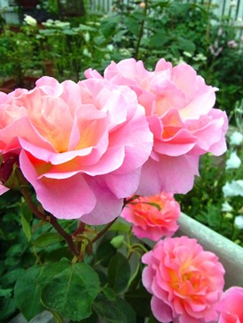 c0204725_037412.jpg