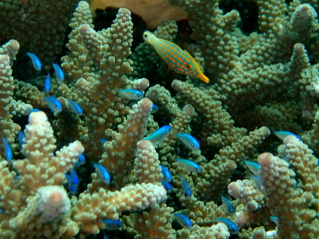 14.7.13 宜野湾沖もパトロール_b0100730_2112589.jpg