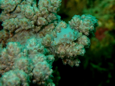 14.7.13 宜野湾沖もパトロール_b0100730_21153864.jpg