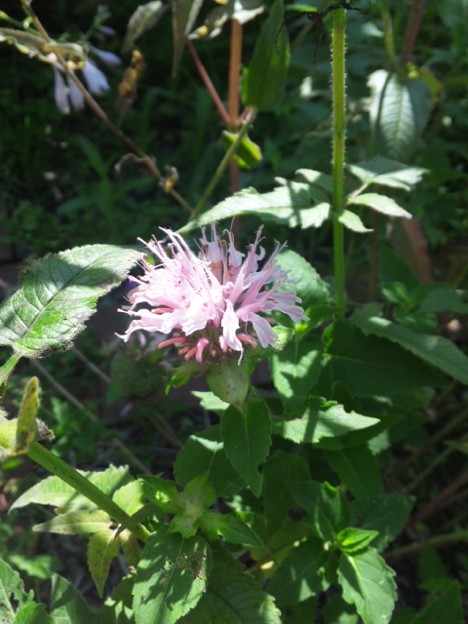 運動公園の花々_a0134136_1664924.jpg