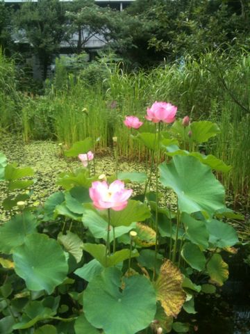 仙川水辺公園&古瀬公園(武蔵野市)(7月13日) : 猫好き写真館