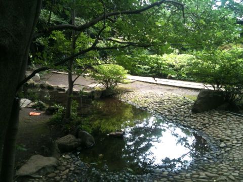 仙川水辺公園&古瀬公園(武蔵野市)(7月13日) : 猫好き写真館