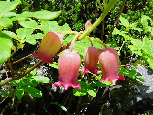 c0045352_13334372.jpg