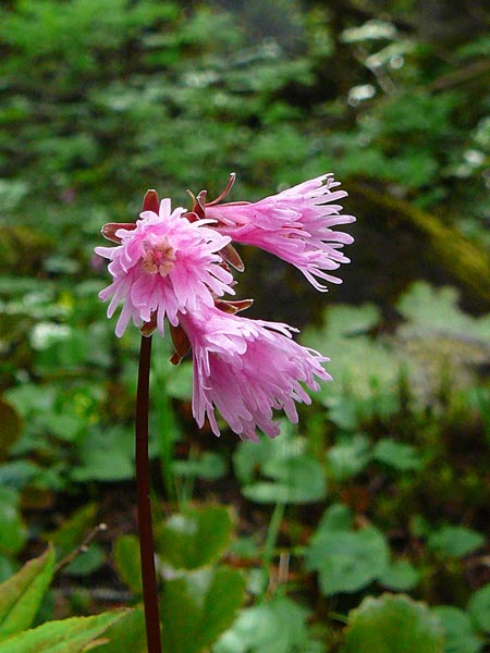 c0045352_13342029.jpg