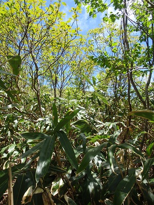 遠かりし上谷山敗退～尾羽梨林道_c0097754_16317.jpg