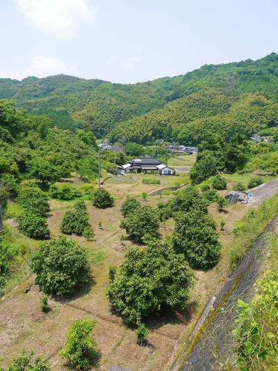 種なしかぼす 平成26年の初出荷は8月19日(予定)_a0254656_17394146.jpg