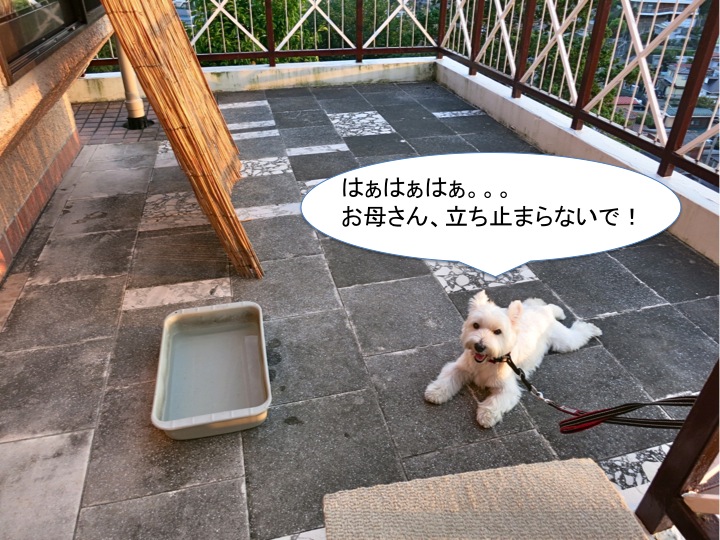 コゲラ発見_c0260460_1016622.jpg