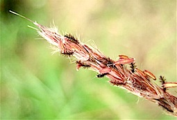 #イネ科 #秋の七草　『尾花が咲いた』　 芒　Miscanthus sinensis　_f0238961_222546100.jpg