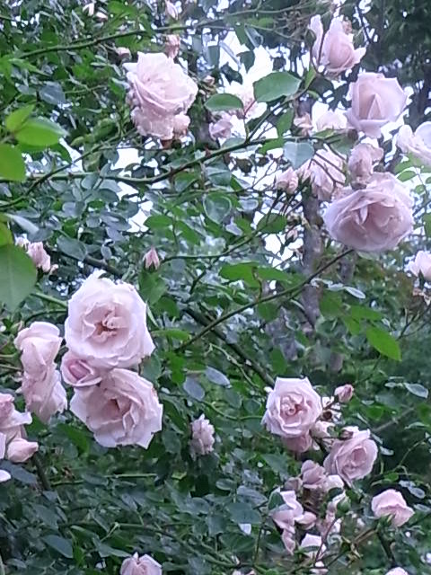 e0017562_220466.jpg