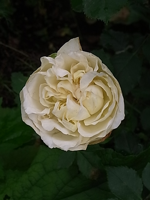 e0017562_9332427.jpg