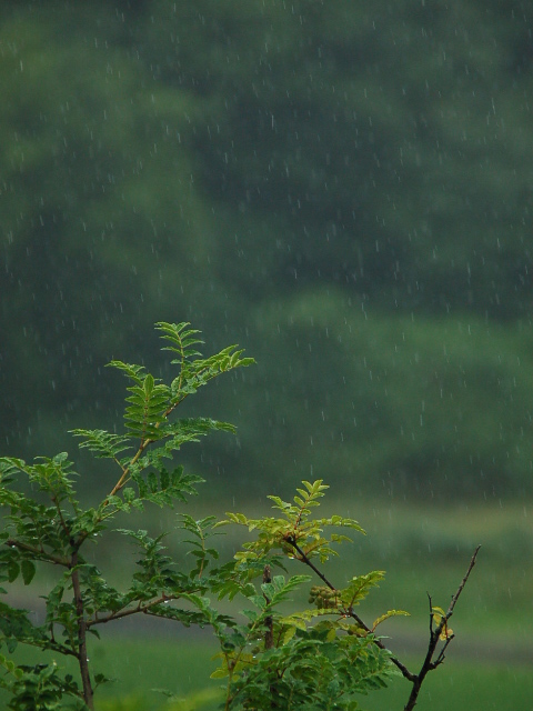 ７月の雨_f0134564_15412850.jpg