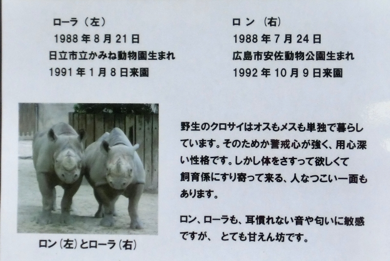 金沢動物園のサイのパパたちは７月生まれ ごきげんよう 犀たち