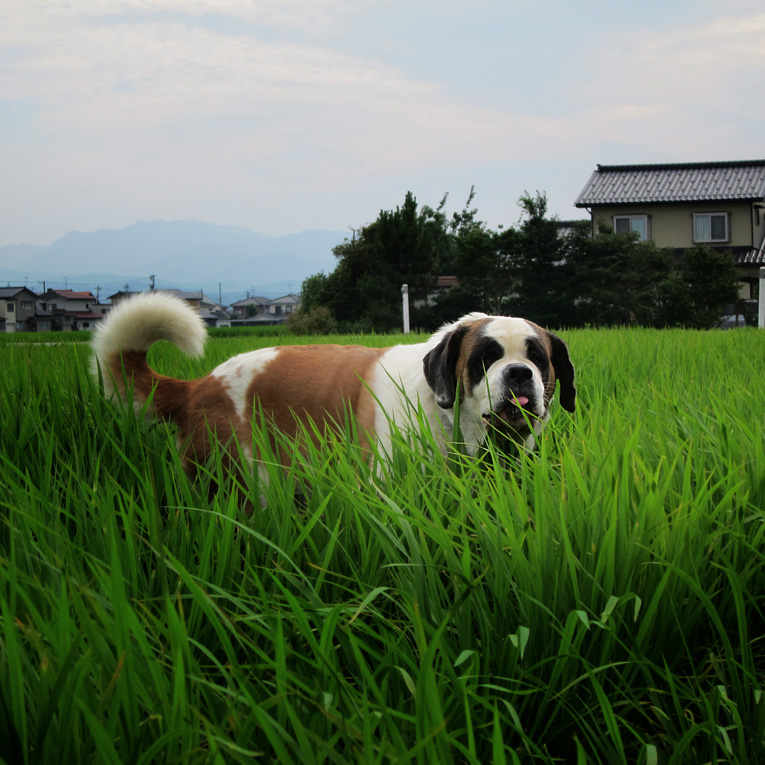 台風の後の猛暑………_e0188168_12482848.jpg