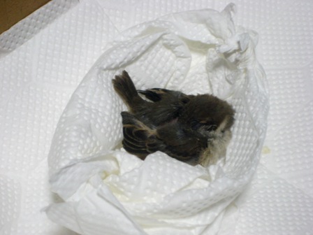 スズメのヒナ養育奮闘記 そーすっこ スズメのヒナ養育奮闘記 そーすっこ