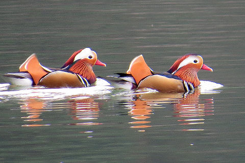 260223京都府山岳連盟主催野鳥観察会(宝ヶ池)_c0002874_1772393.jpg