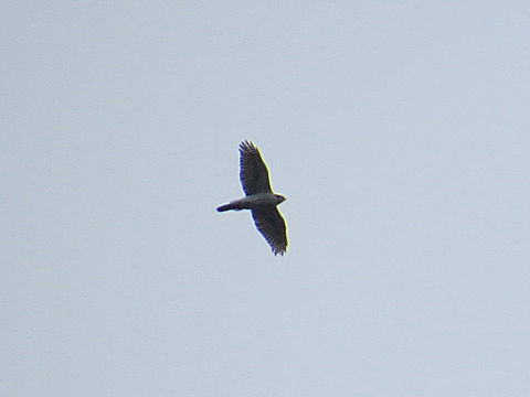 c0002874_178271.jpg
