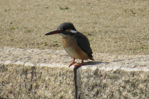 260309ﾊﾞｰﾄﾞｳｫﾁﾝｸﾞ(大泉・宇治川左岸)_c0002874_18325331.jpg