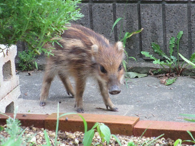 ウリ坊 ウリ坊柄がたまに産まれてくると、 え？イノシシ？って小さく驚く自分