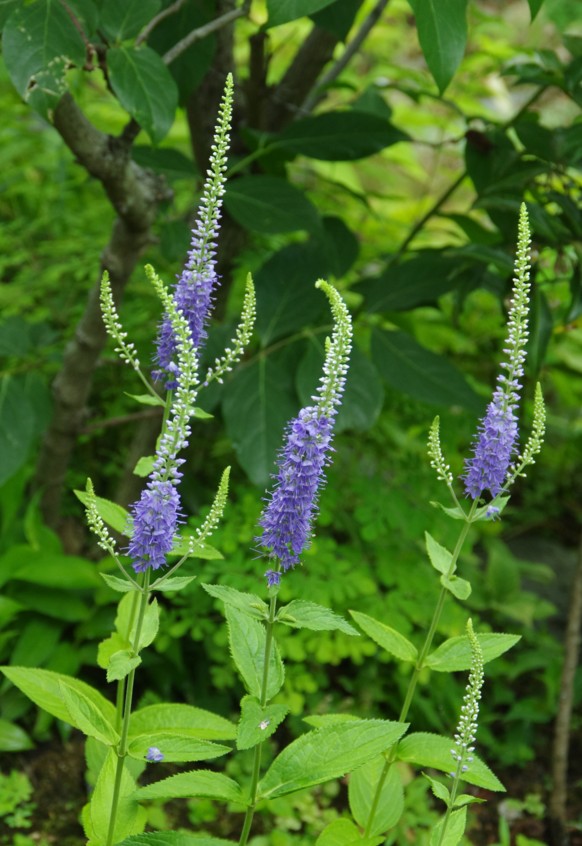 c0144185_15281433.jpg