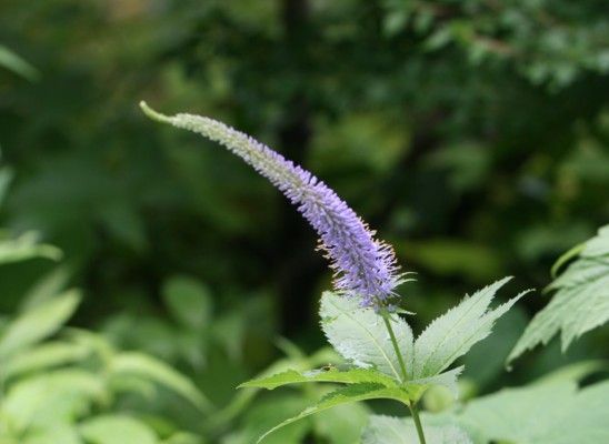 c0144185_15393096.jpg