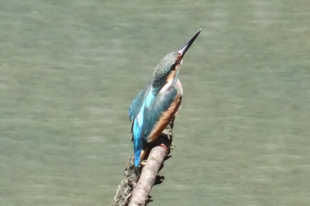 ■　カワセミ　幼鳥　　　14.7.13_e0070891_22423810.jpg