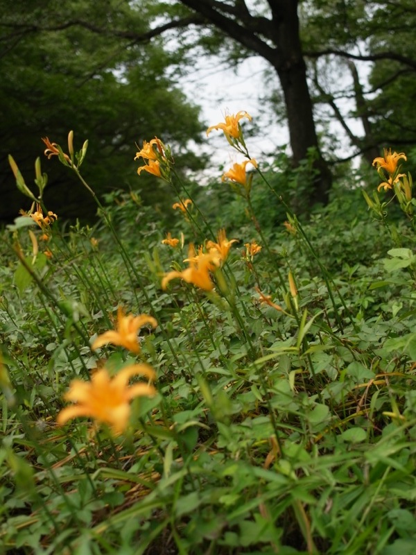 府中市 浅間山〜野川公園の花_e0276411_221403.jpg