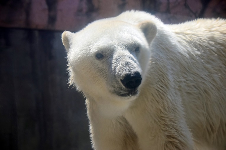 現在日本国内最高齢のホッキョクグマはどの個体か 現在日本国内最高齢のホッキョクグマはどの個体か