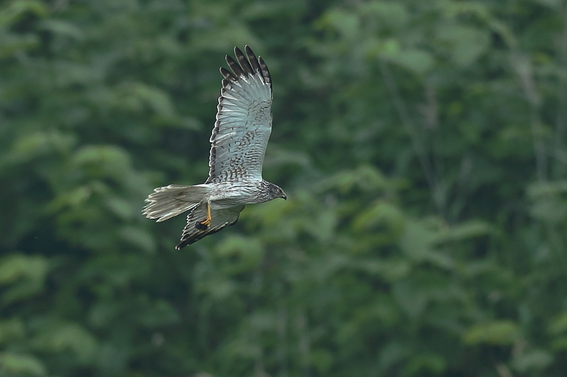 北海道/東北・信越番外編【チュウヒ】_b0113228_10435852.jpg