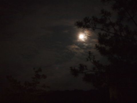 夜の厳島神社_c0229234_2110151.jpg